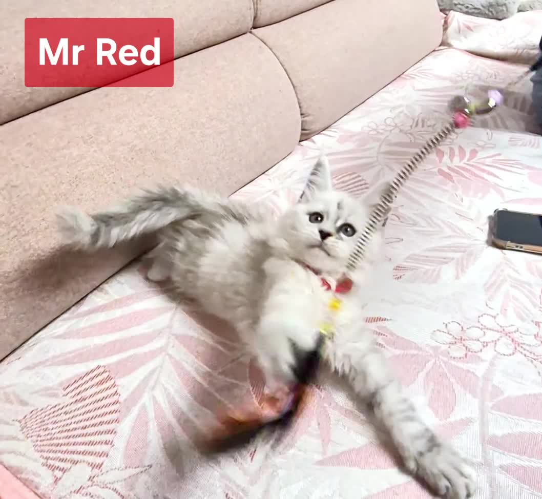 Maine Coon cats for sale: GCCF Pedigree Maine Coon Shaded Kittens - Video 5