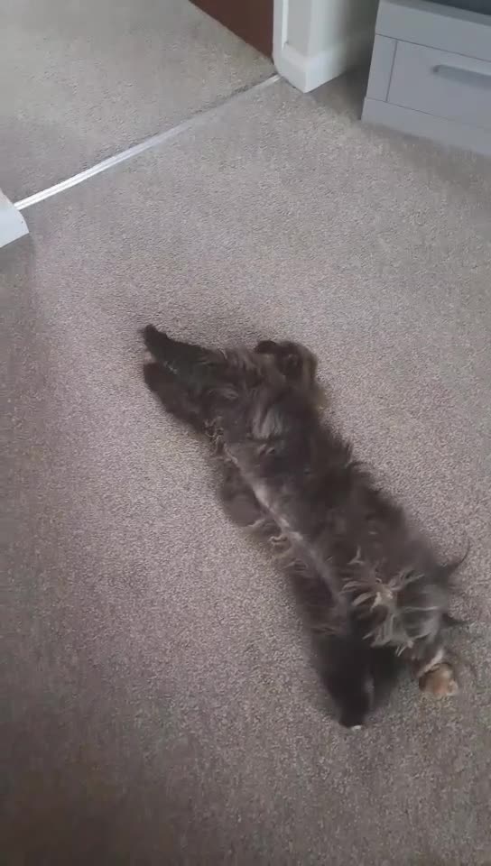 Persian cats for sale: Black Persian (Jelly) - Video 1
