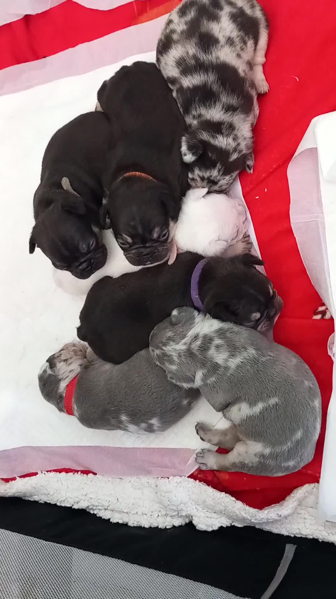 French Bulldog dogs for sale: French bulldogs  - Video 1