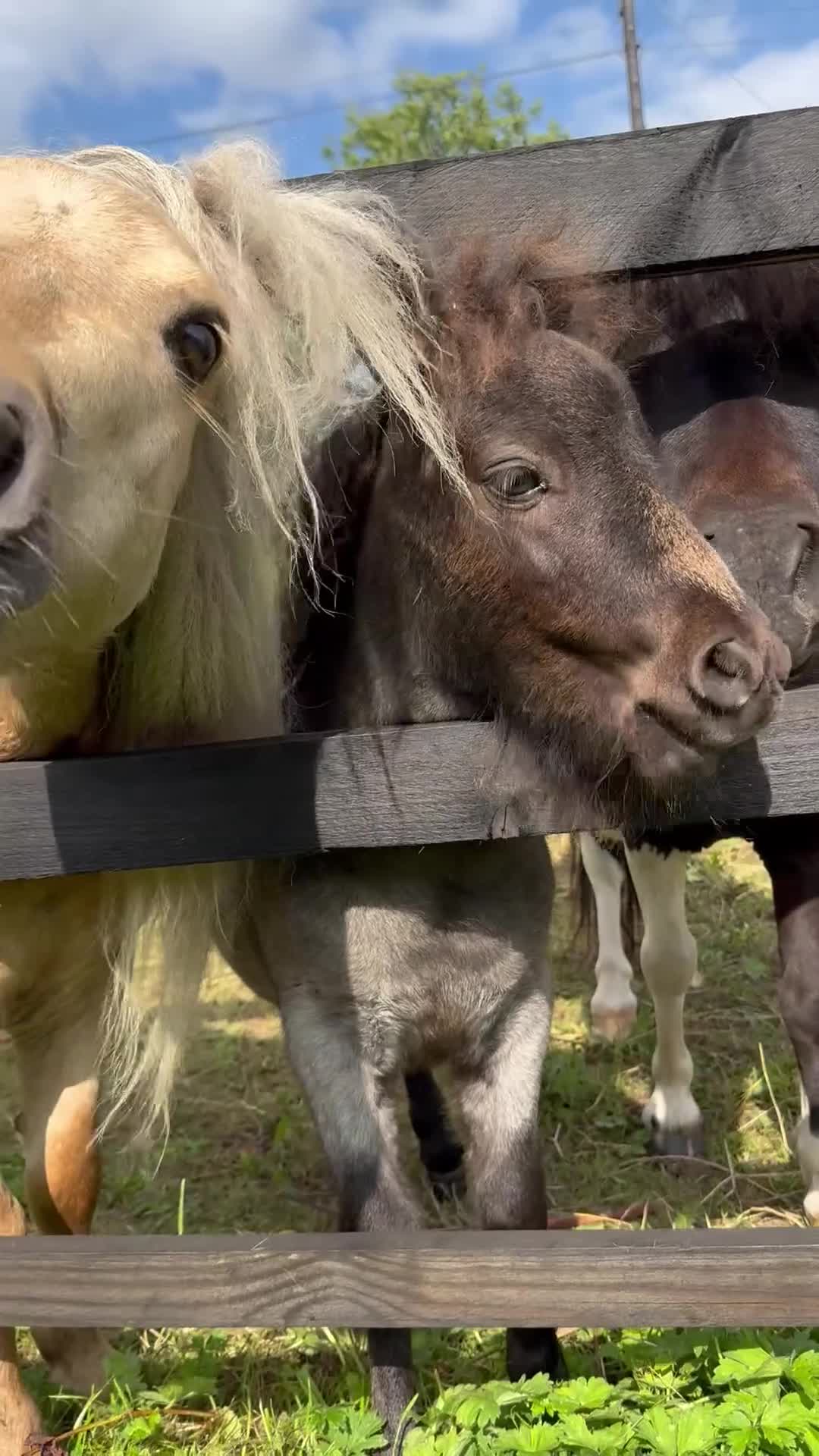 Shetland pony horses for sale: Miniature Shetland colt, Blue roan - Video 1