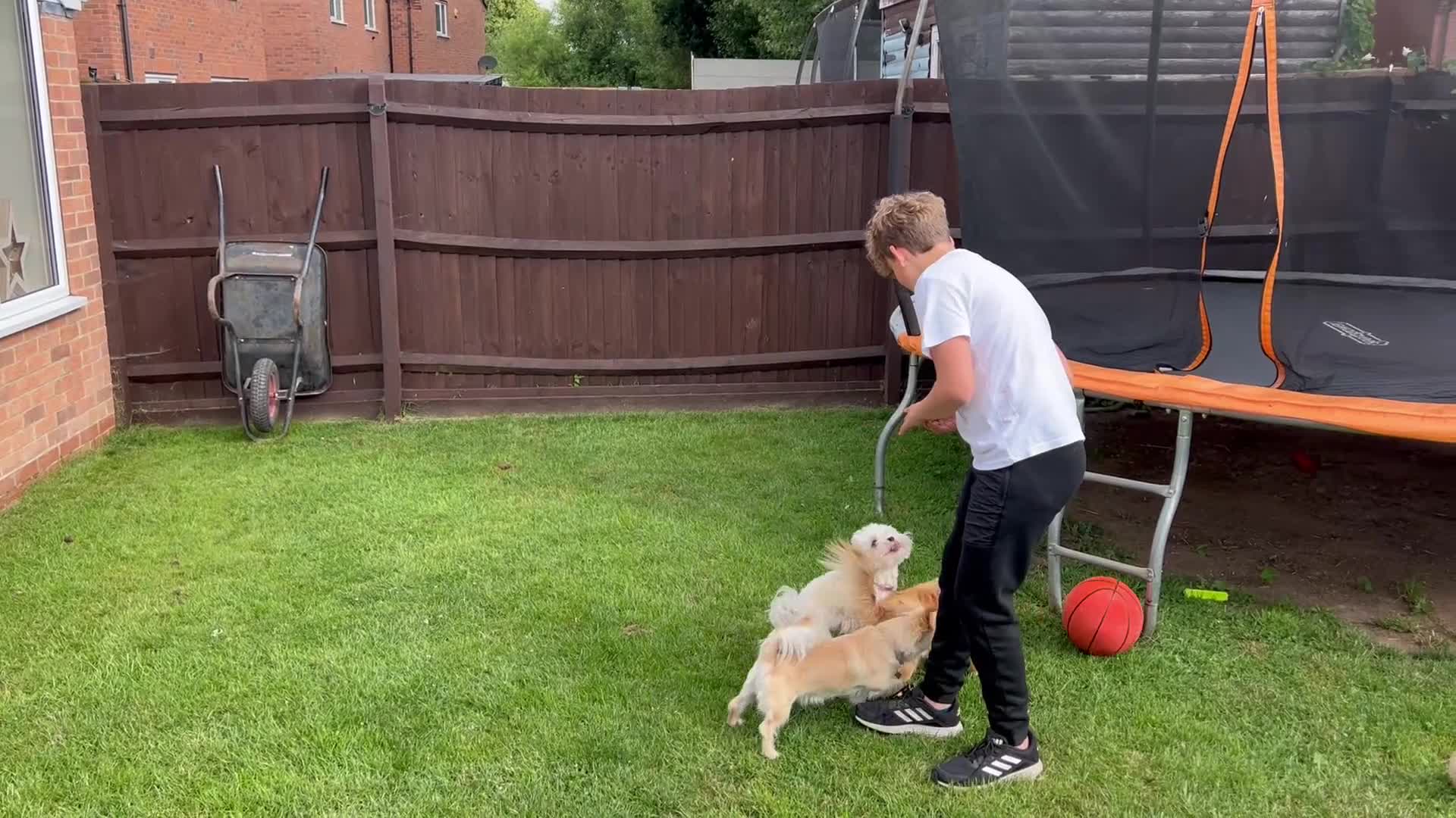 Mixed Breed dogs for sale: 2 year old Bichon Frise / Pomeranian sisters  - Video 2