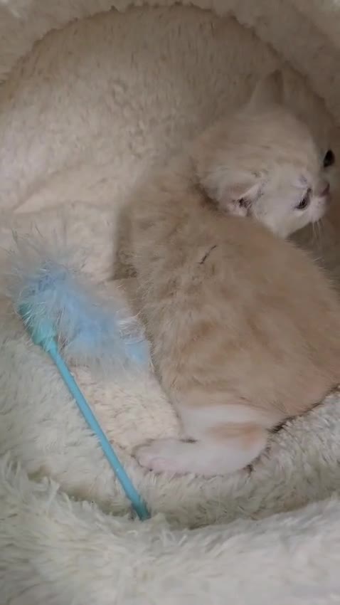 Persian cats for sale: Two beautiful MALE kittens 🐈‍⬛ 🐈‍⬛  - Video 2