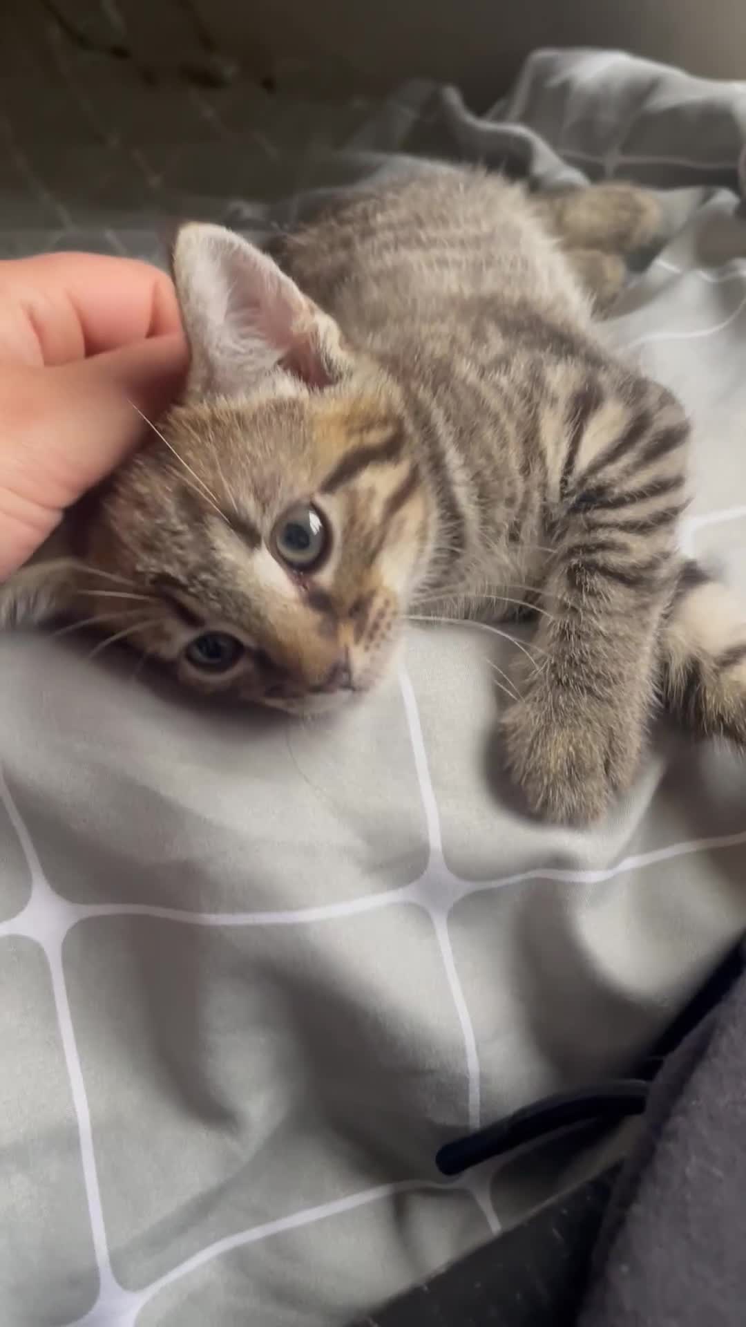 Mixed Breed cats for sale: 1/4 Bengal Female Kitten  - Video 1