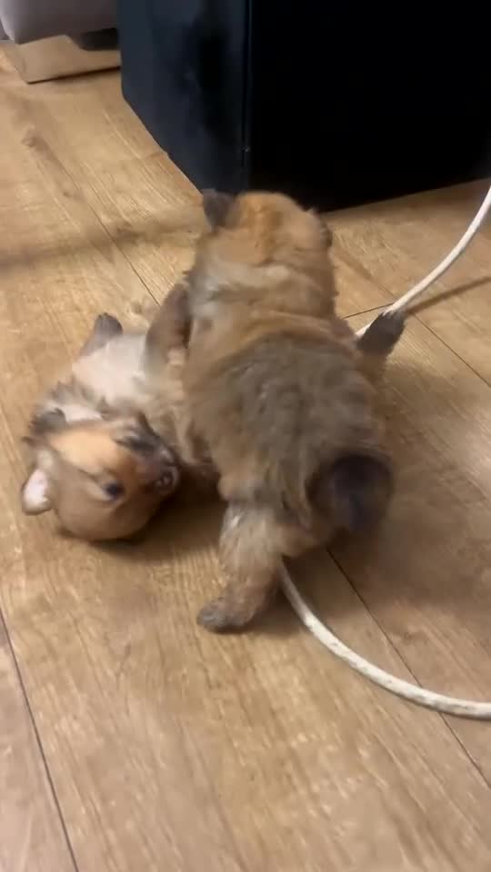 Pomeranian dogs for sale: THREE BEAUTIFUL POMERANIAN PUPPIES⚠️⚠️❗️  - Video 3