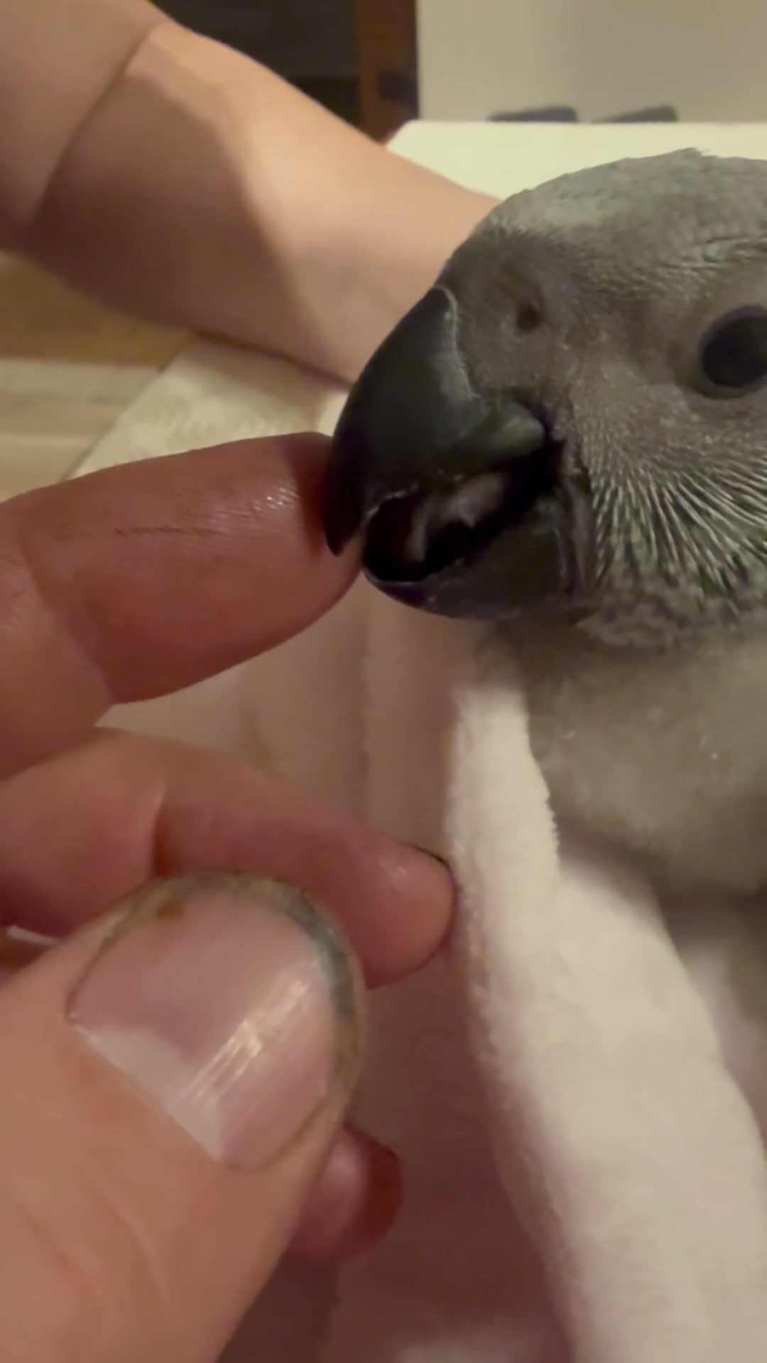 Parrots birds for sale: Hand reared Congo African grey  - Video 1