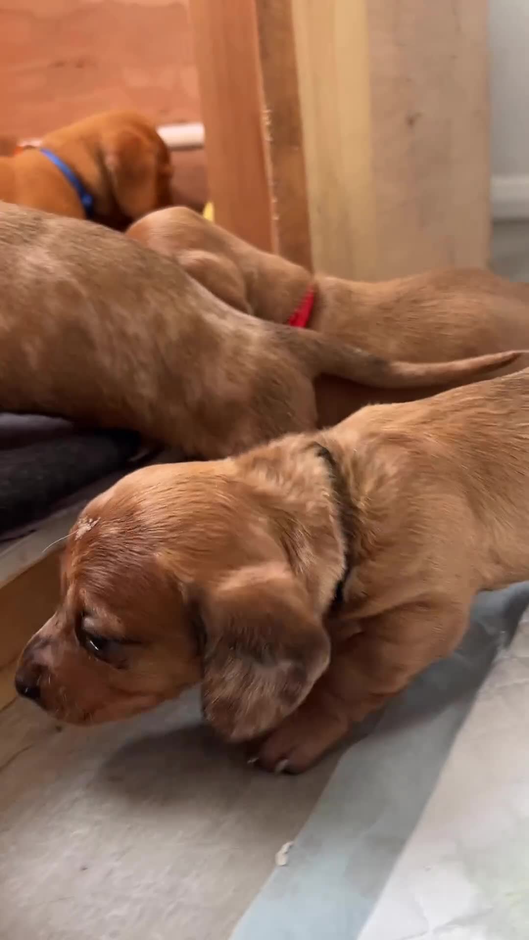 Miniature Dachshund dogs for sale: Miniature dachshund puppies - Ready Now!   - Video 5