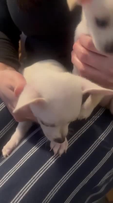 Chihuahua dogs for sale: Chihuahua puppies in Edinburgh in Edinburgh - Video 1