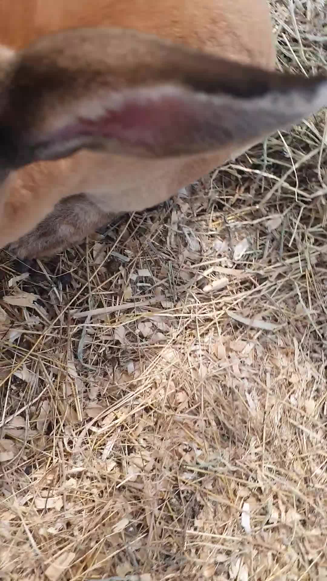 Mixed Breed rabbits for sale: 7 baby rabbits and a 12 month old male (dad!) - Video 4