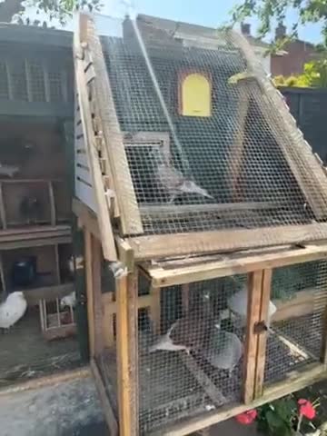 Pigeons birds for sale: Pigeon for sale as English and pure Iranian breed  - Video 1
