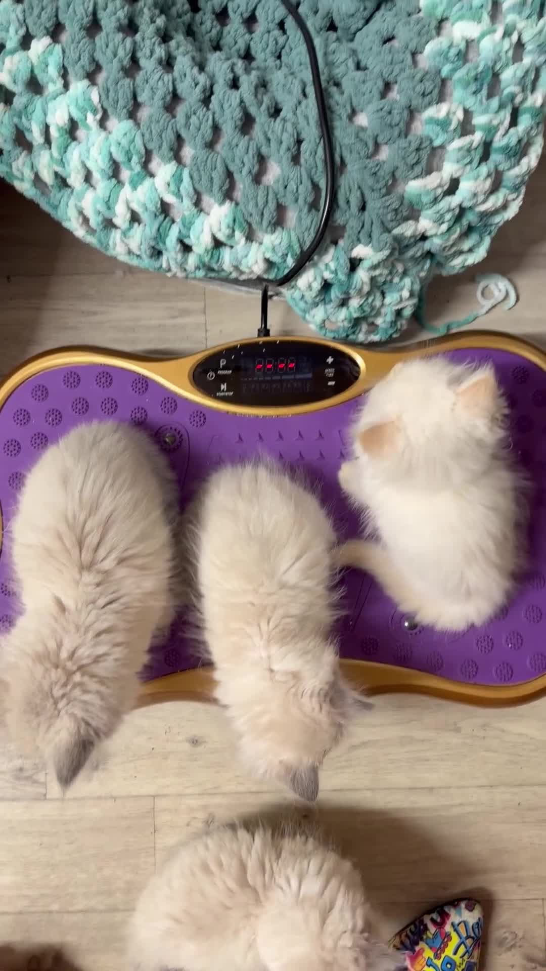 Perdoll cats for sale: Stunning Perdoll kittens ⭐️⭐️⭐️ - Video 1