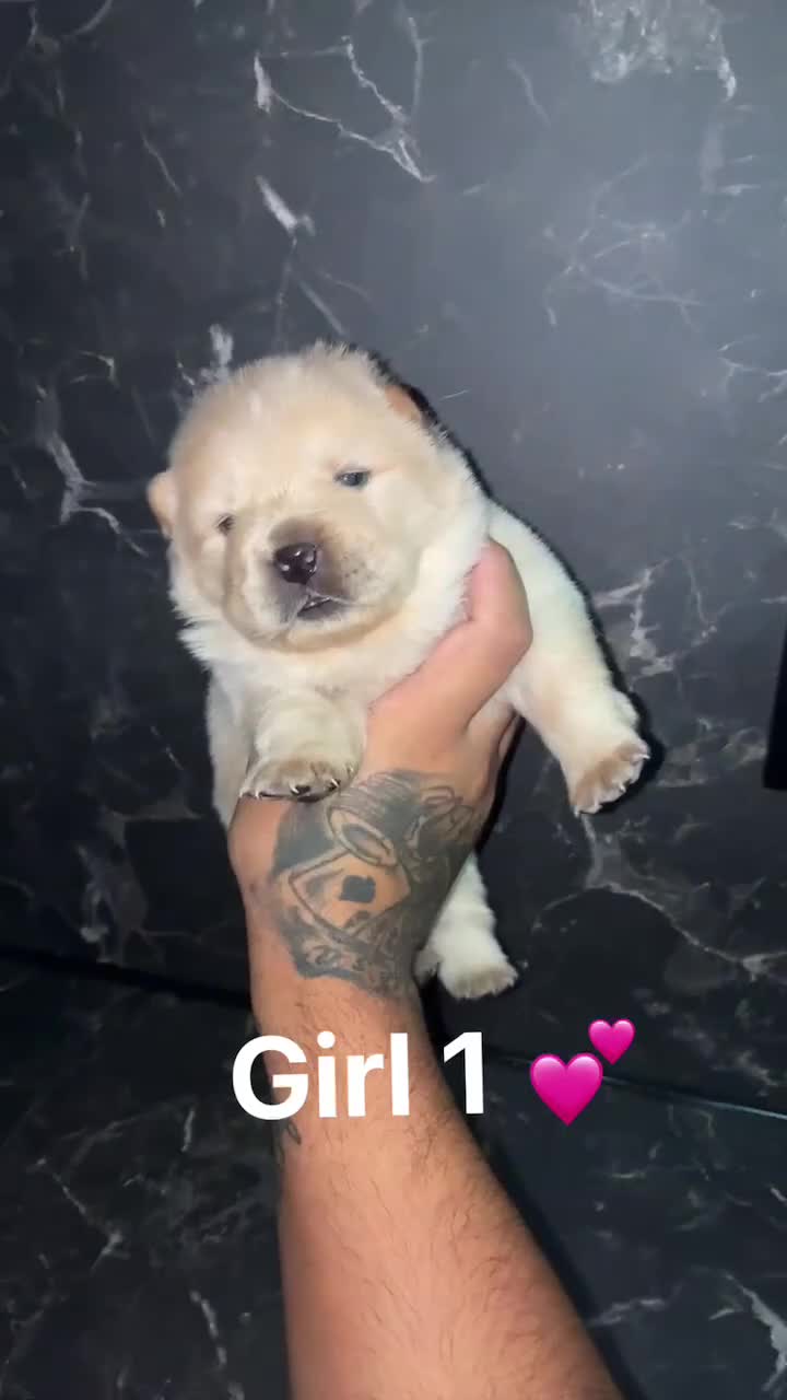 Chow Chow dogs for sale: Chow chow Puppies  - Video 1