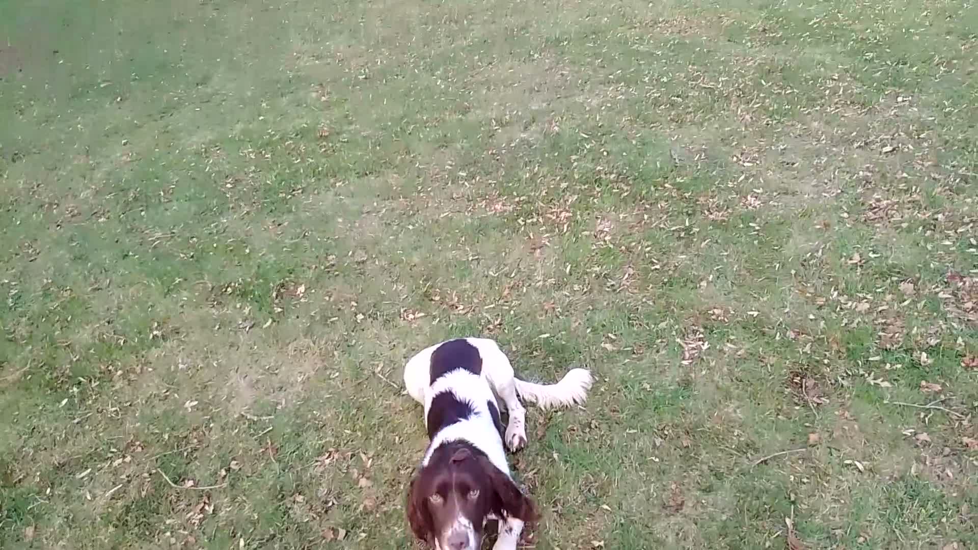 Sprocker dogs for sale: F1 sprocker puppies - Video 3