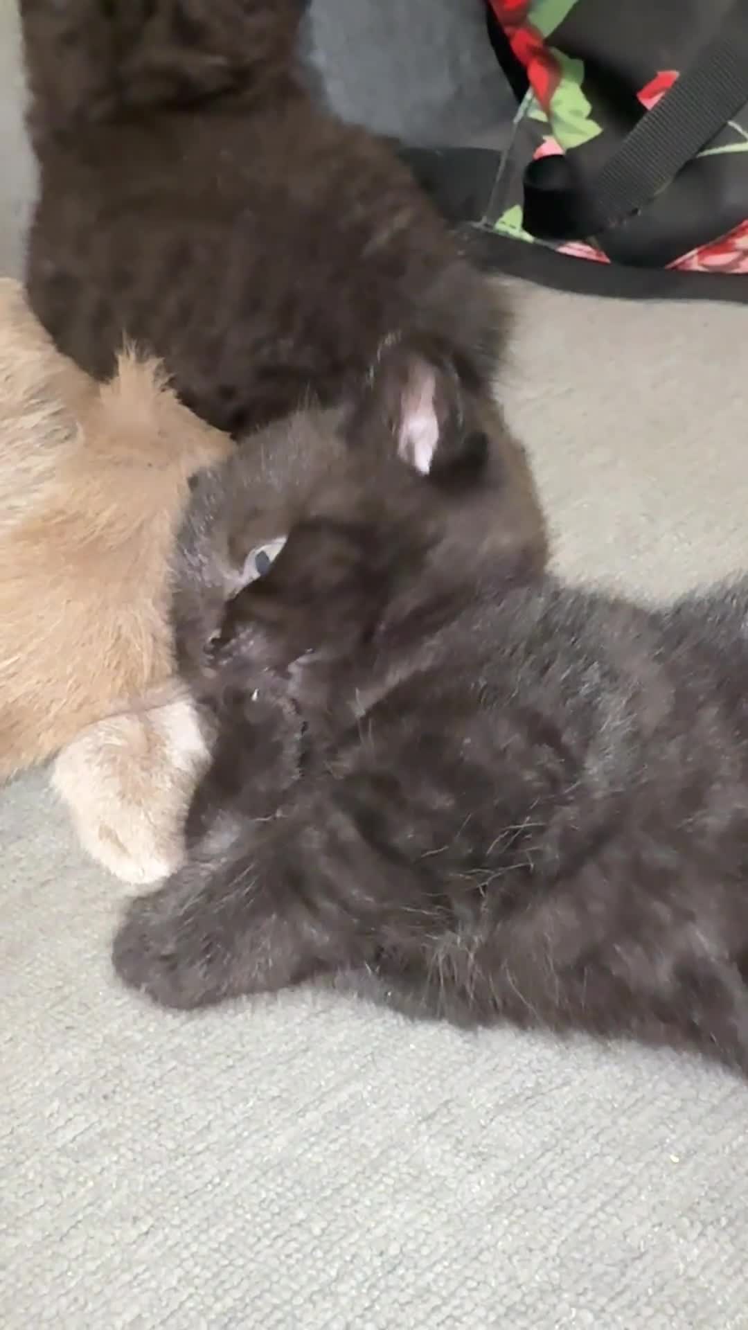 Mixed Breed cats for sale: 3 beautiful kittens  - Video 3