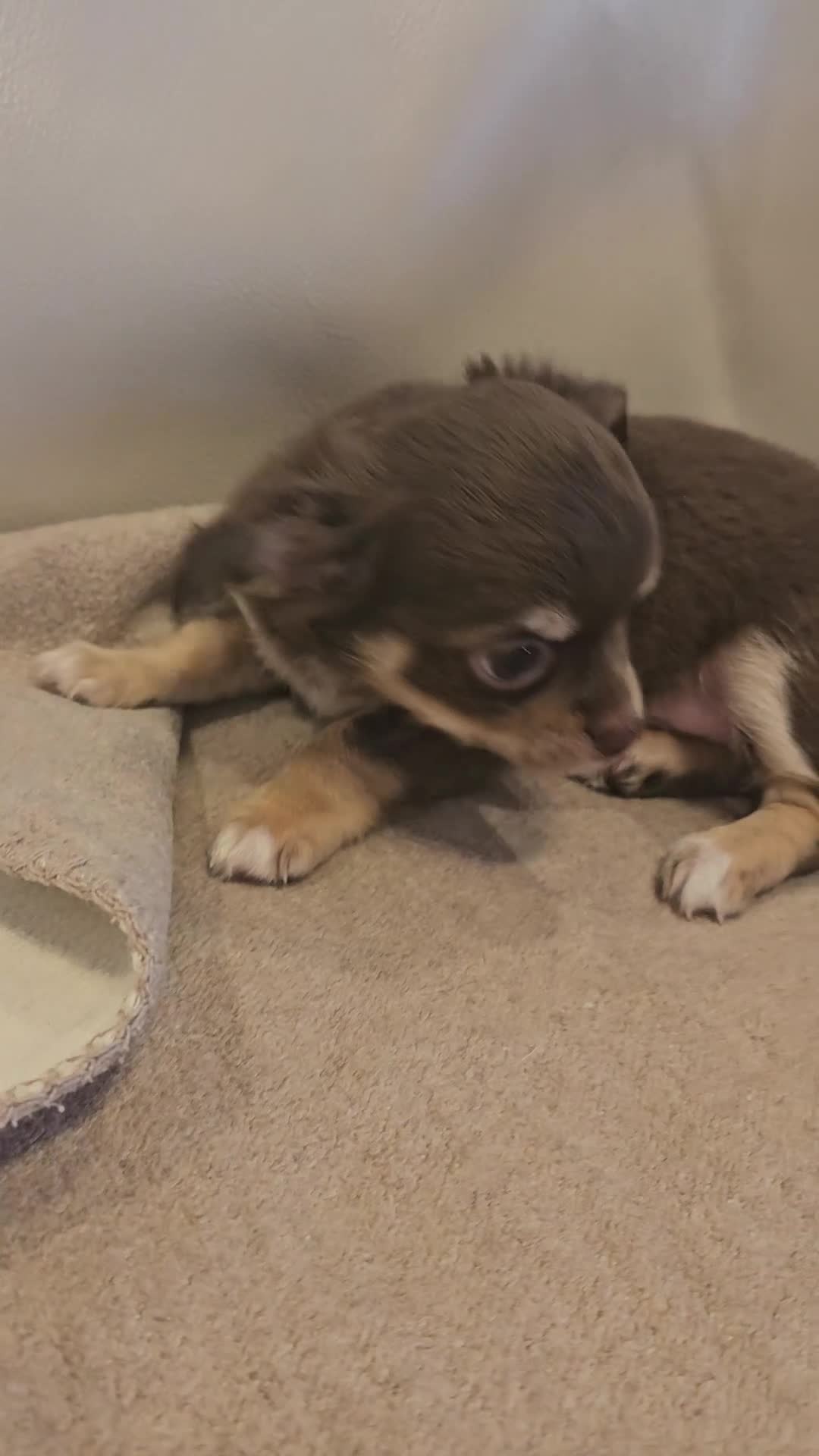 Chihuahua dogs for sale: Chihuahua boy and girl  in Bournemouth - Video 2