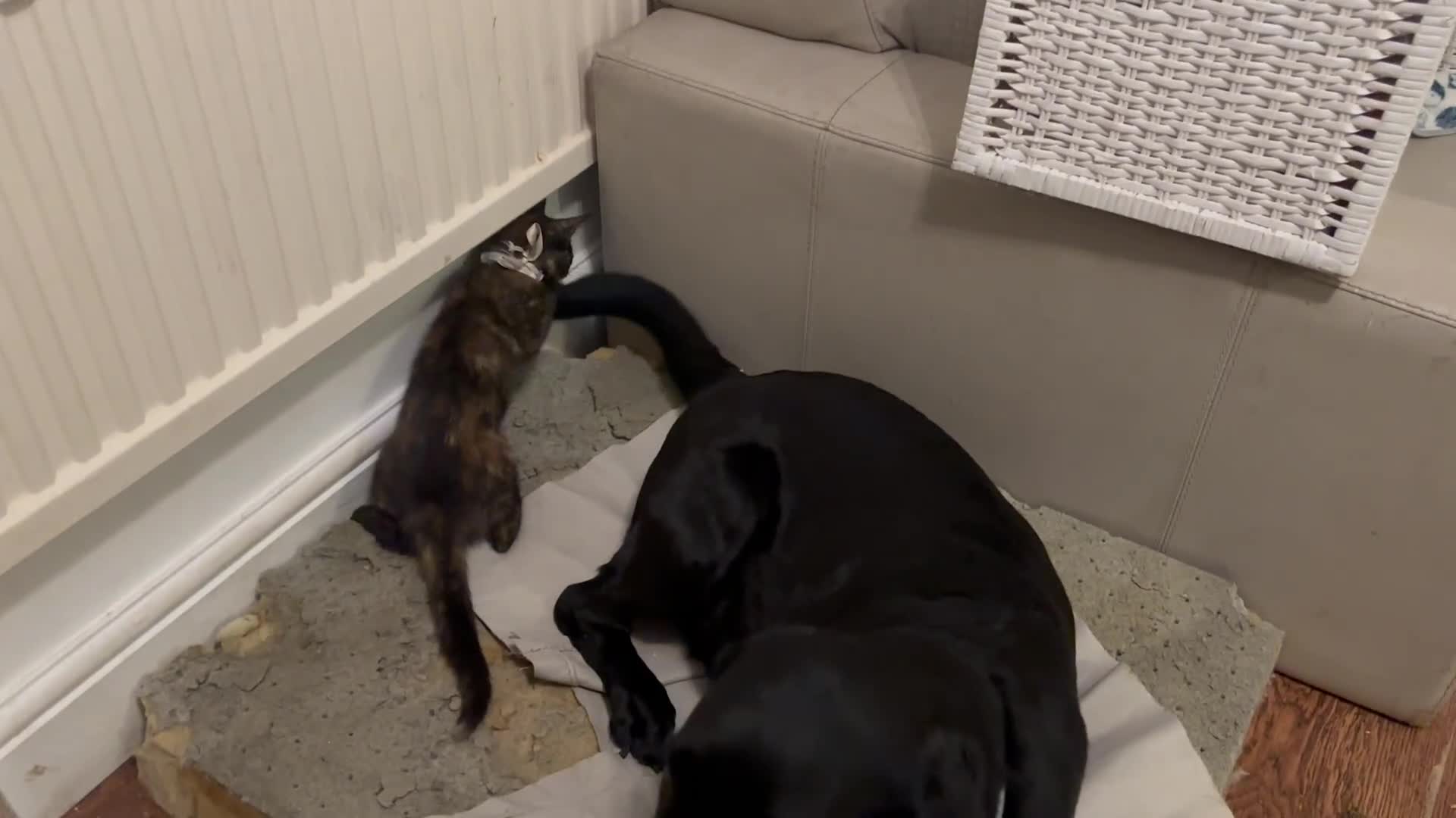Mixed Breed cats for sale: 1/4 Maine Coon x playful, dog friendly girl - Video 5