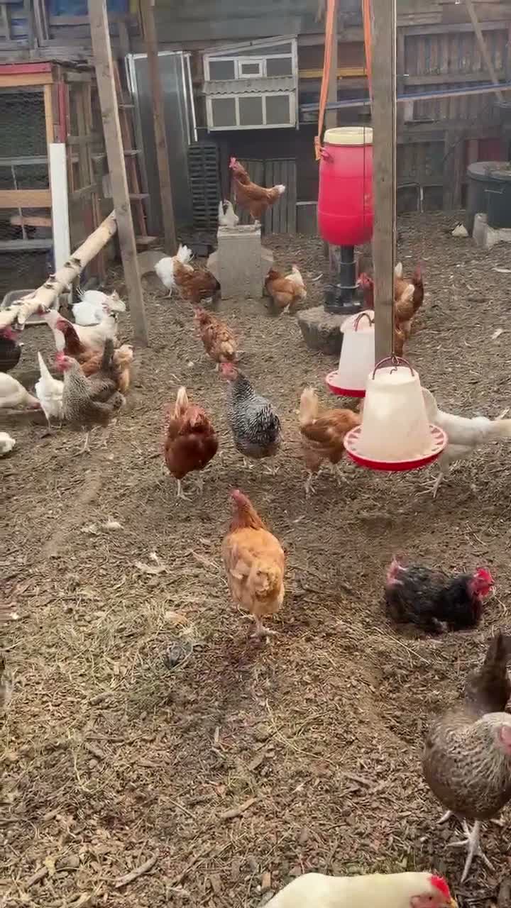 Chickens poultry for sale: Young chicken  - Video 2