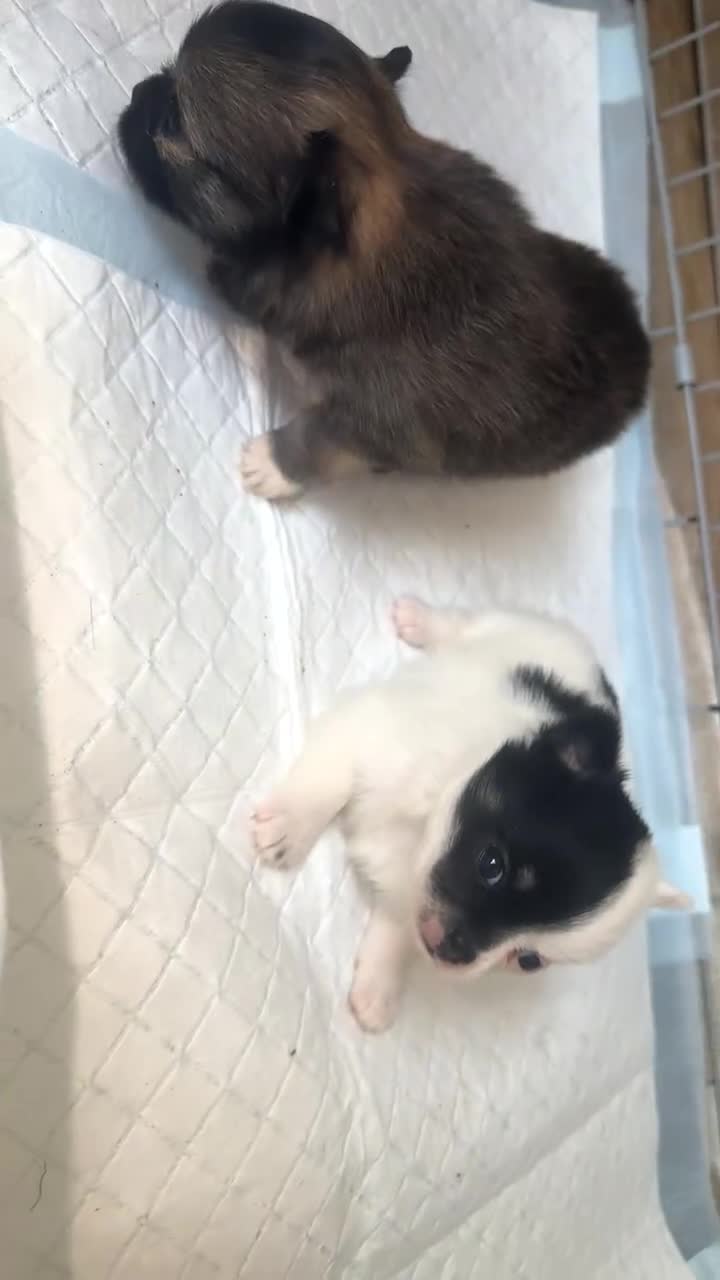 Pomeranian dogs for sale: Pomeranian puppies!  - Video 1