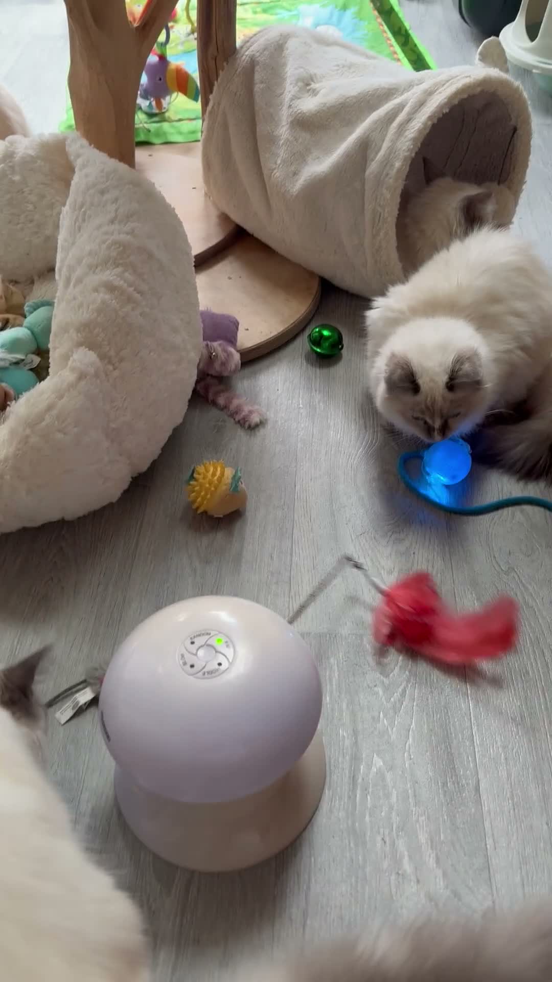 Ragdoll cats for sale: 🥇AWARD WIN 🏆 GCCF RAGDOLL KITTENs 16 & 20 WKS  - Video 4