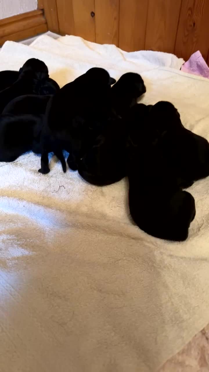 Mixed Breed dogs for sale: Labrador x Rottweiler READY TO GO in Oxted - Video 1