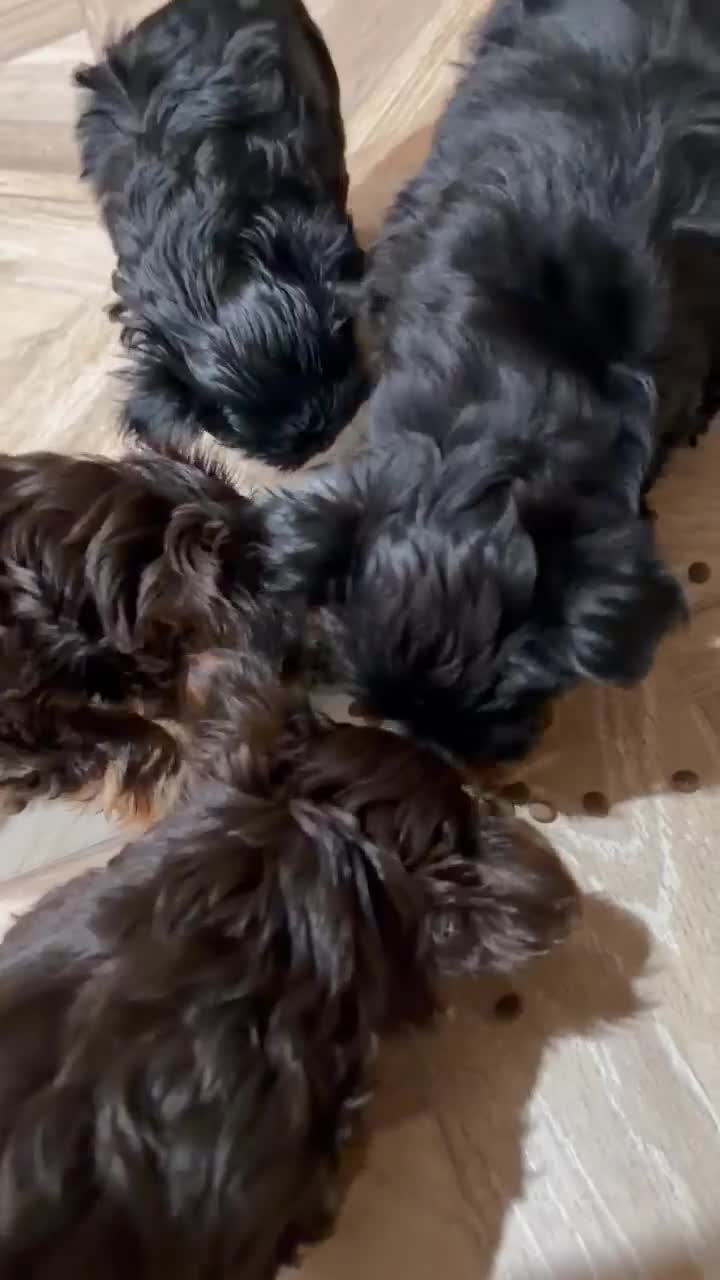 Yorkshire Terrier dogs for sale: Inka's 1st litter -Yorkshire terriers  - Video 2