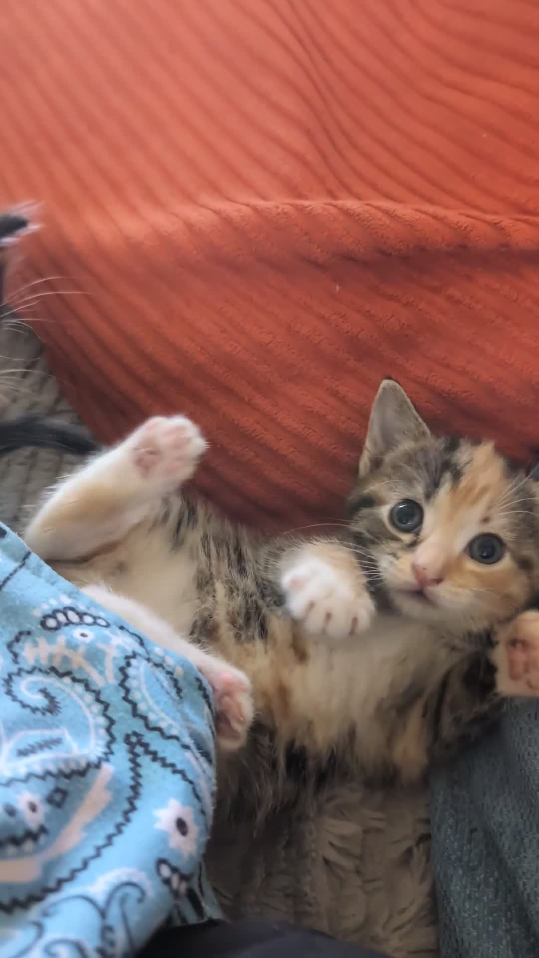 Mixed Breed cats for sale: 4 beautiful kittens for sale  - Video 2