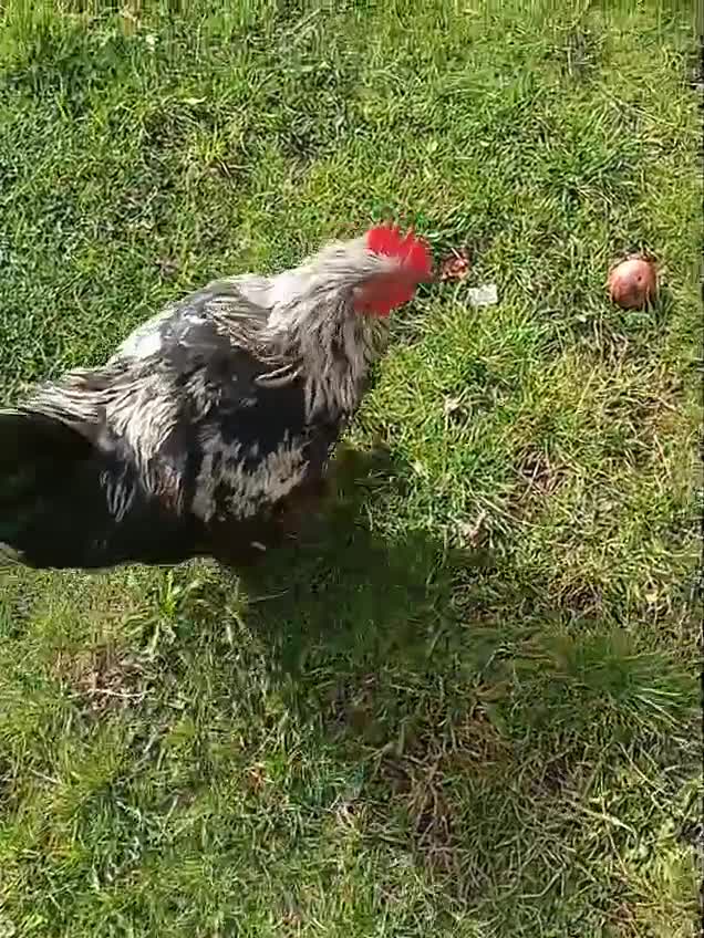 Chickens poultry for sale: Beautiful and Docile Orpington Rooster for Sale - Video 2