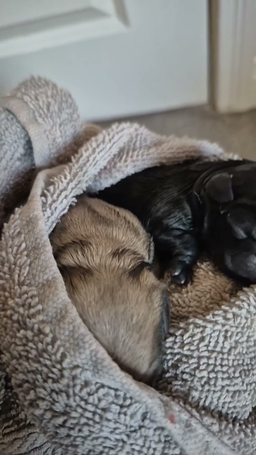 Mixed Breed dogs for sale: 5 pug mixed shihtzu ready to gofirstweekofDecember - Video 3
