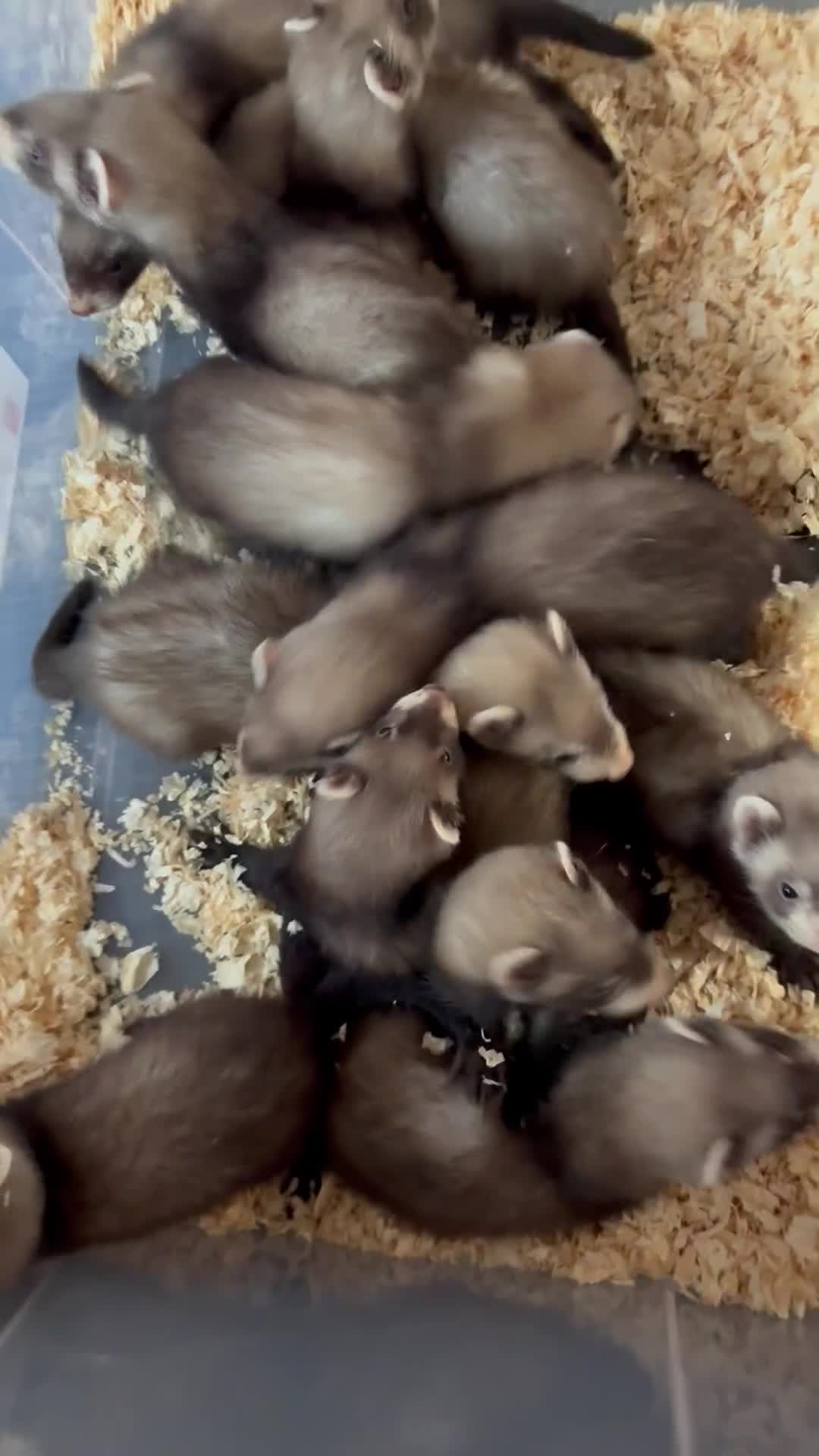 Ferret rodents for sale: Polecats  - Video 1