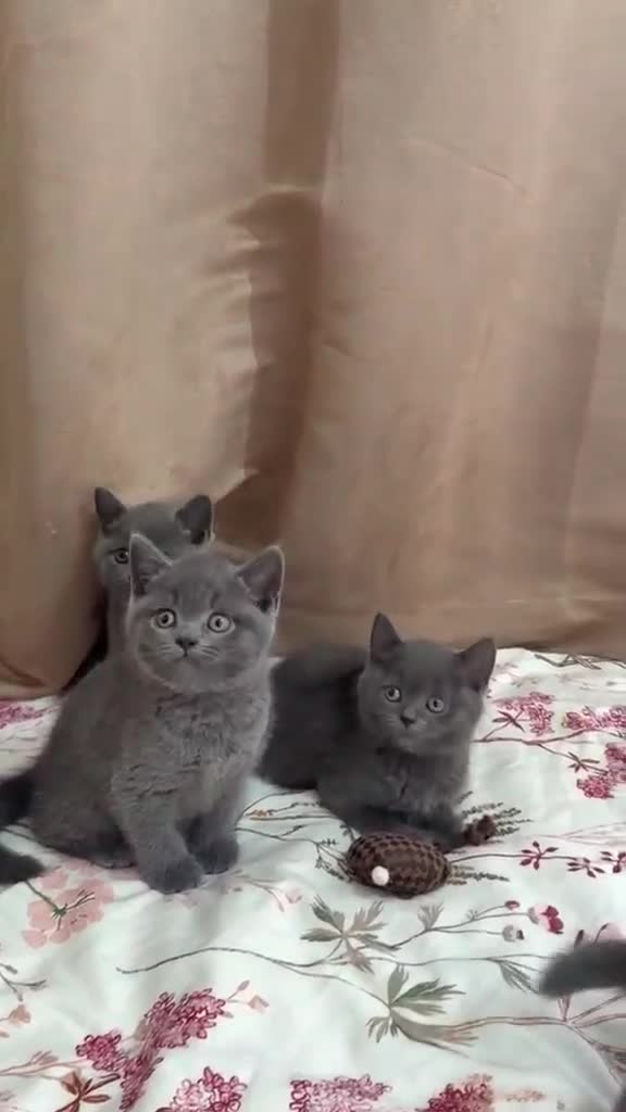 British Shorthair cats for sale: Gorgeous British short hair  in London - Video 1