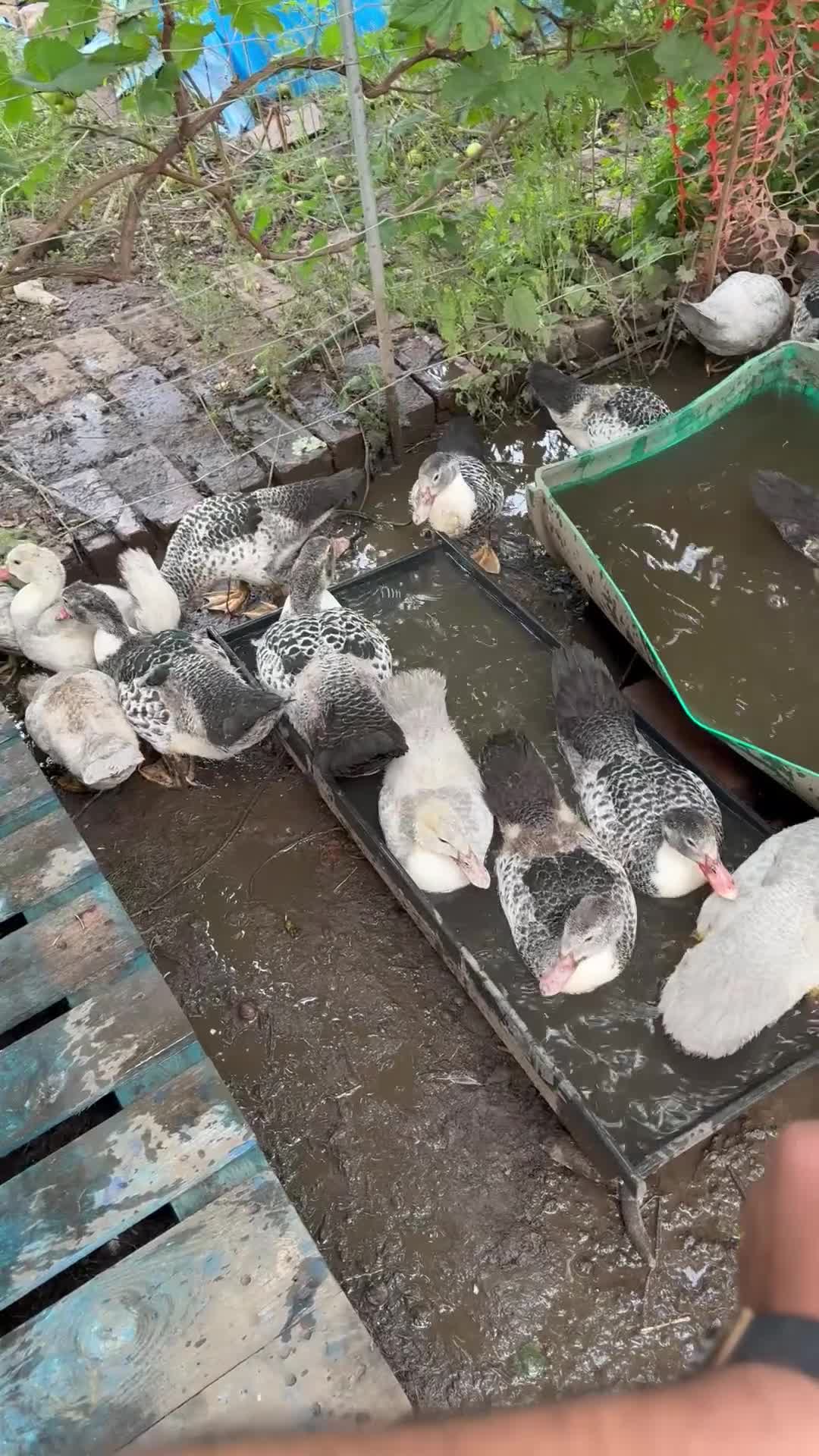 Ducks poultry for sale: Muscovy ducks - Video 1