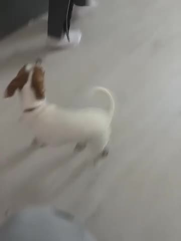 Mixed Breed dogs for sale: Princess Luna  in Wallingford - Video 1