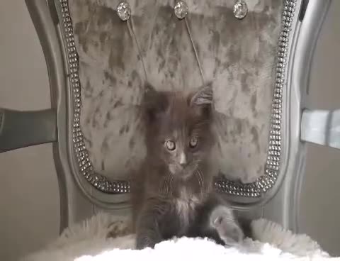 Maine Coon cats for sale: SHOW QUALITY MAINE COON KITTENS  - Video 5