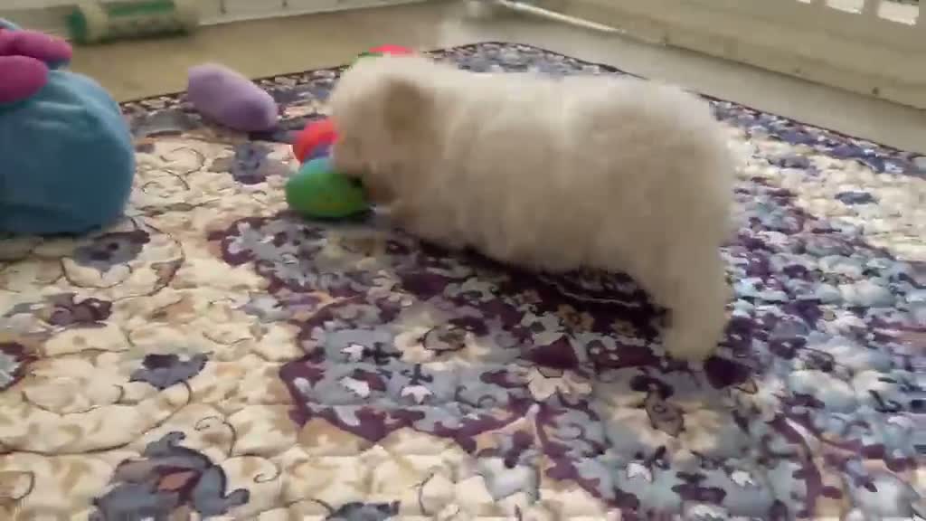 Maltese dogs for sale: Last Beautiful KC Registered Maltese Girl - Video 3