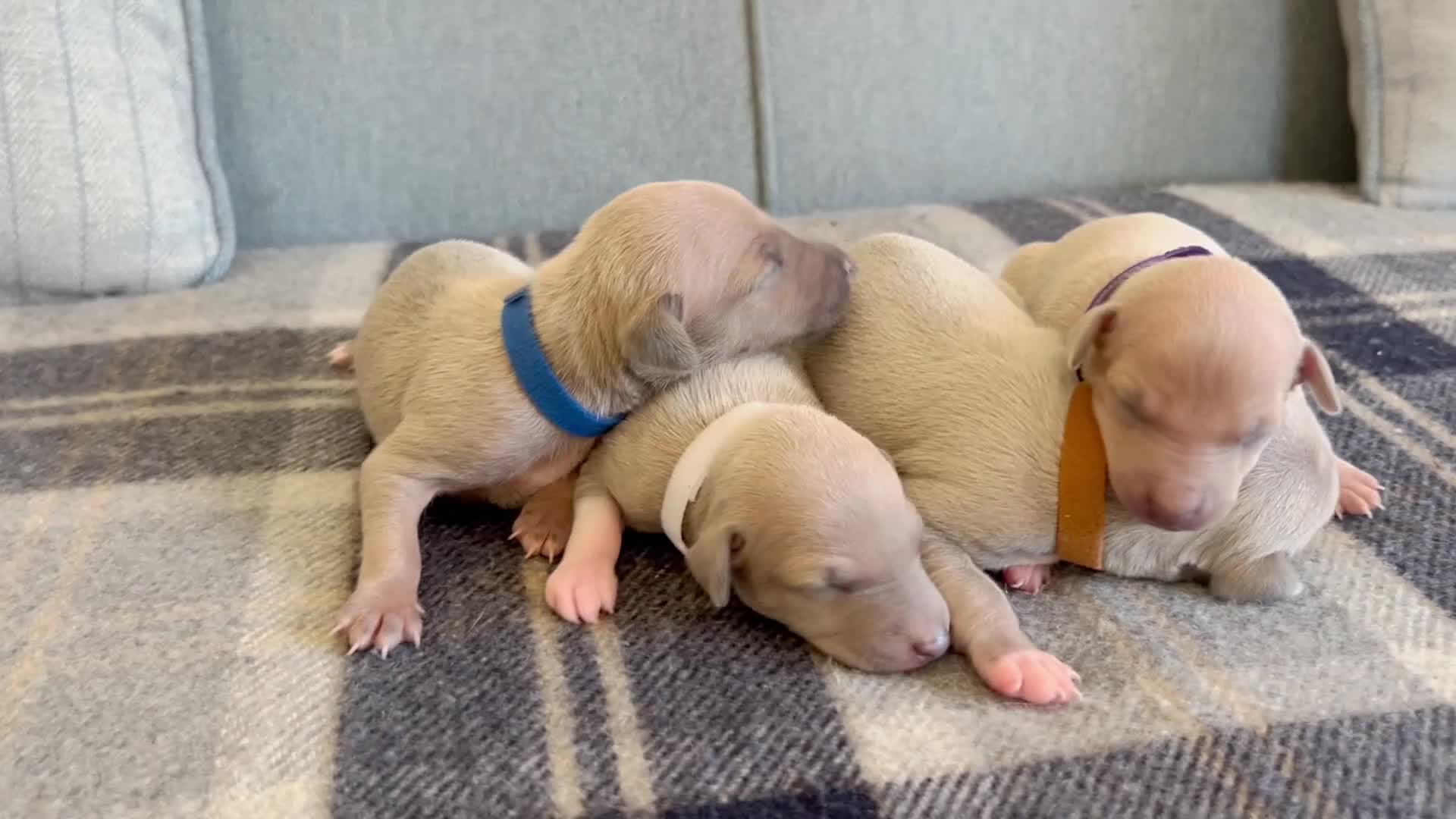 Italian Greyhound dogs for sale: Health tested KC reg Italian Greyhound Puppies  - Video 1