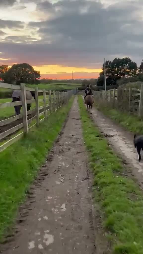 New Forest horses for sale: 13.1 new forest gelding  - Video 2