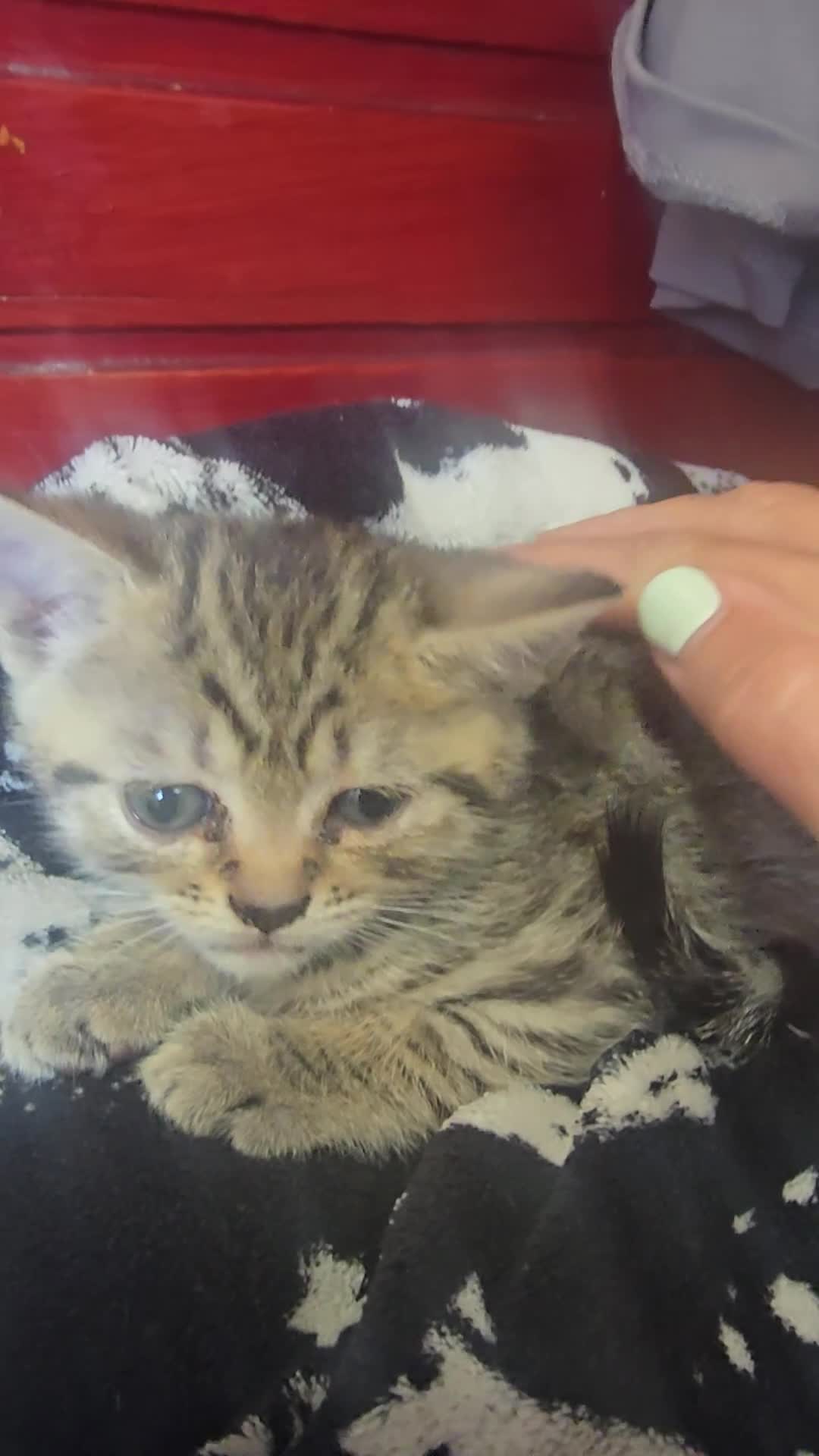 Mixed Breed cats for sale: Beautiful kittens  - Video 4