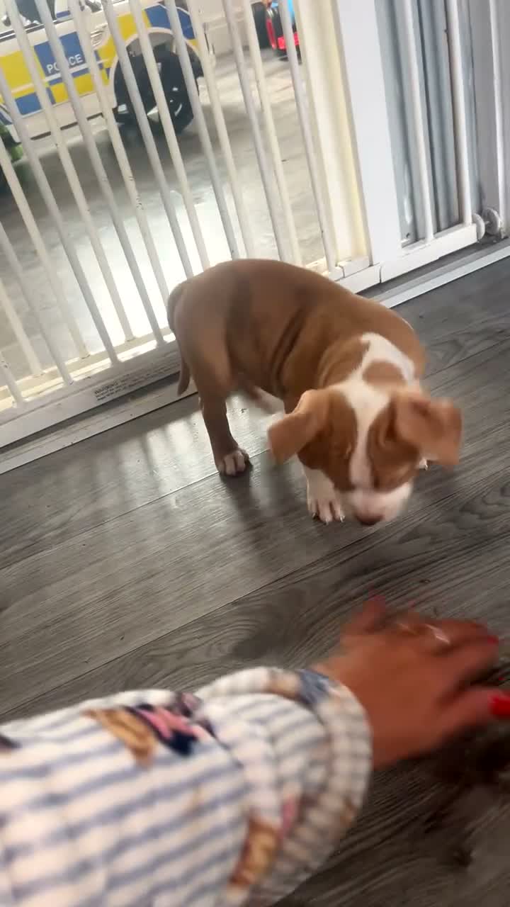 American Bully dogs for sale: All girls only  in Stockport - Video 5
