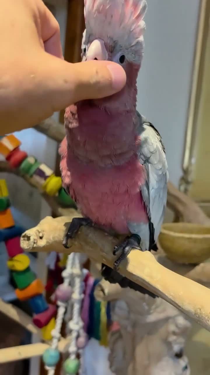 Cockatoo birds for sale: Hand-Raised cockatoo Galah Baby Parrot - Video 1
