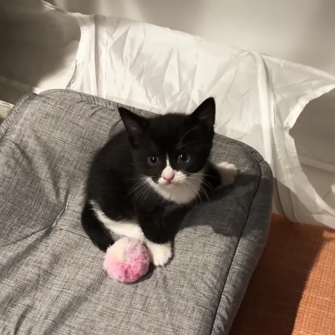 Mixed Breed cats for sale: Meet Darwin calm affectionate little gentleman 🐾 in Kingston upon Thames - Video 2