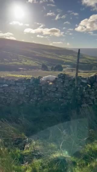 English Springer Spaniel dogs for stud: HEALTHTESTED WORKING ENGLISH SPRINGER SPANIEL in Bishop Auckland - Video 4