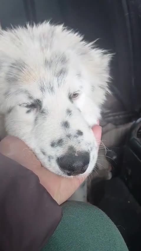 Mixed Breed dogs for adoption: DALMA – the Dalmatian Dream with a Shepherd’s Soul - Video 1