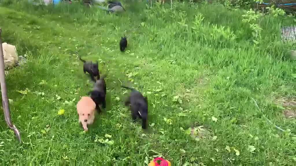 Labrador Retriever dogs for sale: Stunning little boy in Launceston - Video 1