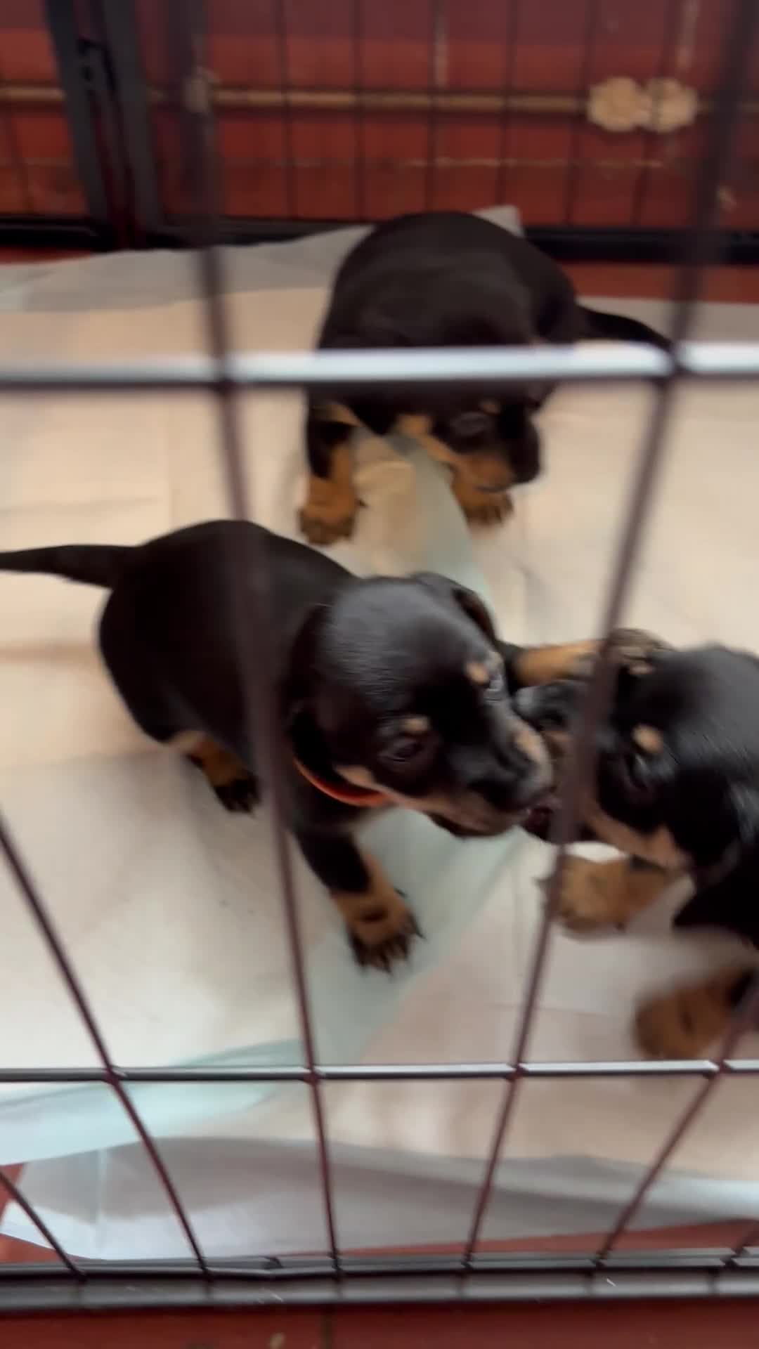 Mixed Breed dogs for sale: Jack Russell x Dachshund - Video 1