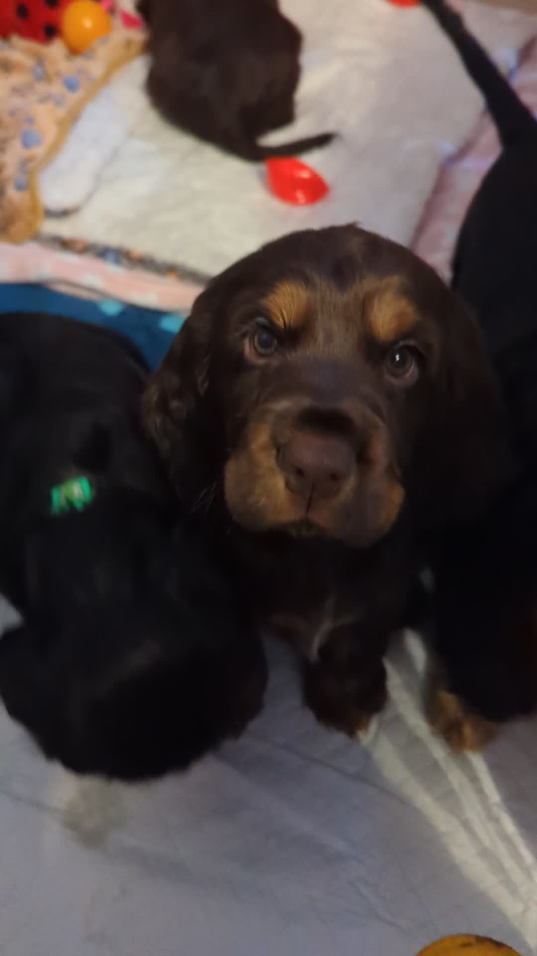 Cocker Spaniel dogs for sale: LAST ONE GIRL NEW🏠Kc reg English Cockerspaniel 🏠 - Video 2