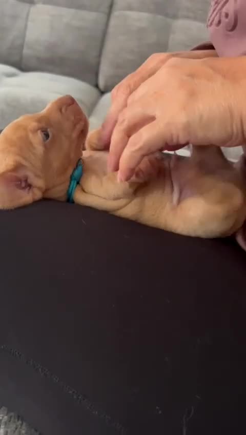 Miniature Dachshund dogs for sale: Beautiful KC Reg Miniature Dachshund Puppies - Video 1