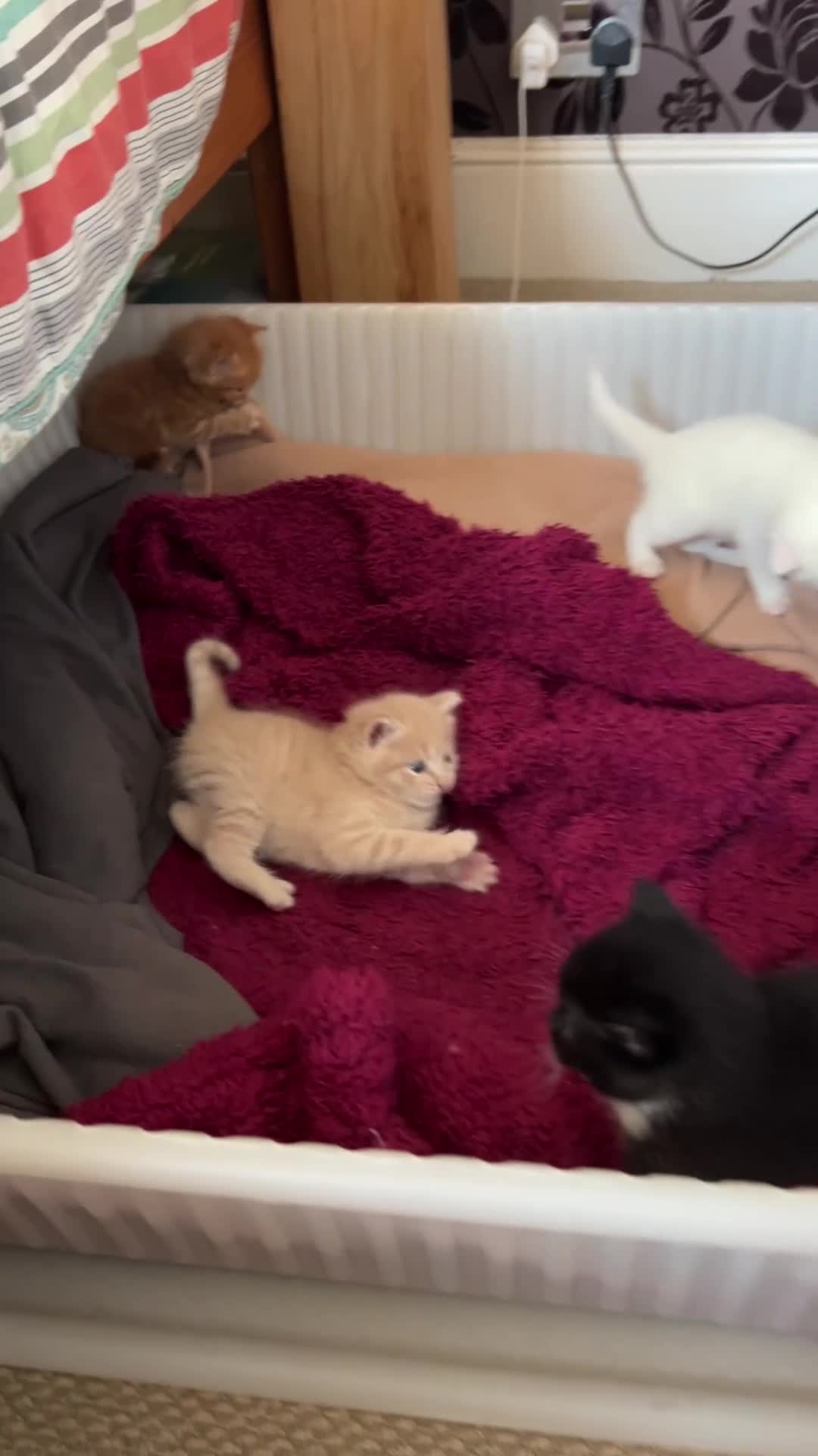 Mixed Breed cats for sale: x4 boy Kittens for sale - Video 1