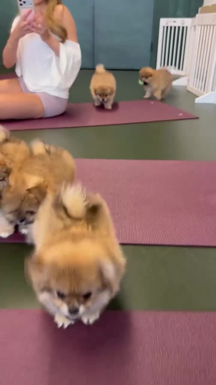 Mixed Breed dogs for sale: Stunning Shih Tzu/ Pomeranian puppies  - Video 3