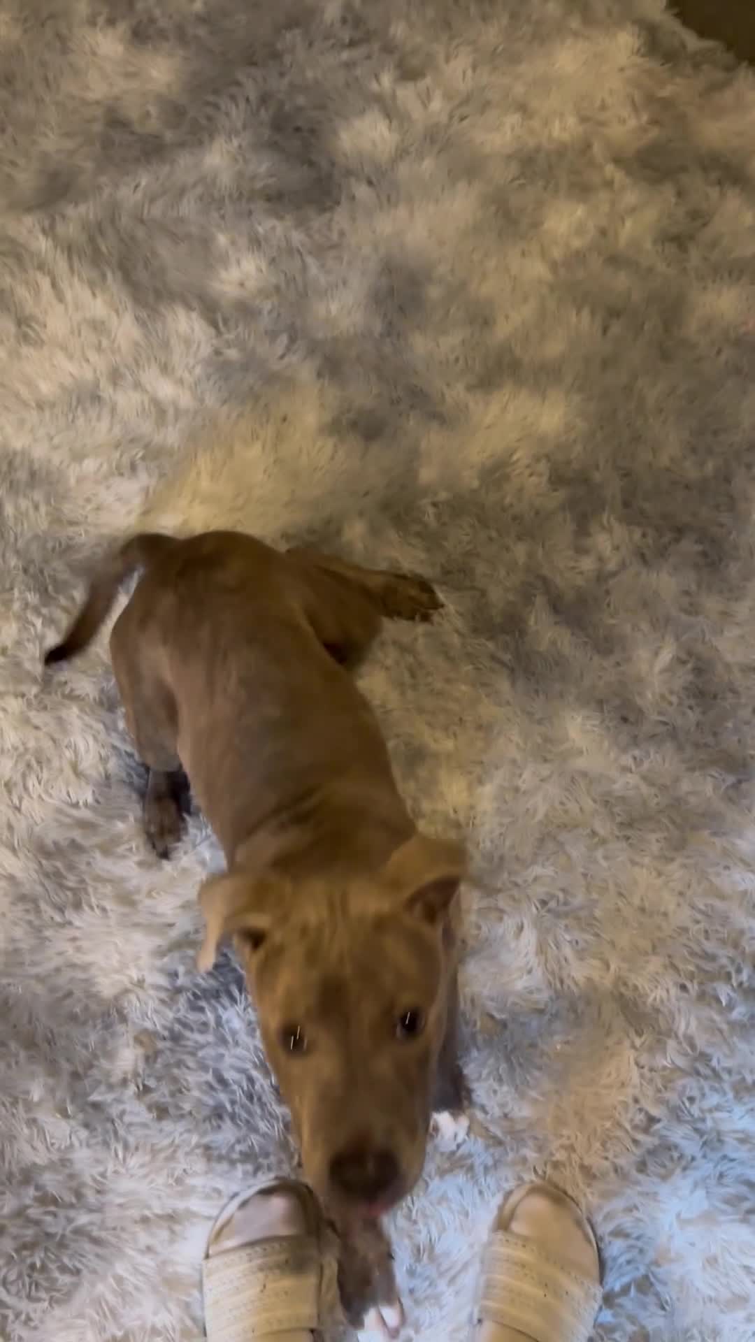 Staffordshire Bull Terrier dogs for sale: 5⭐HOME ONLY! Male Staffy - Video 4