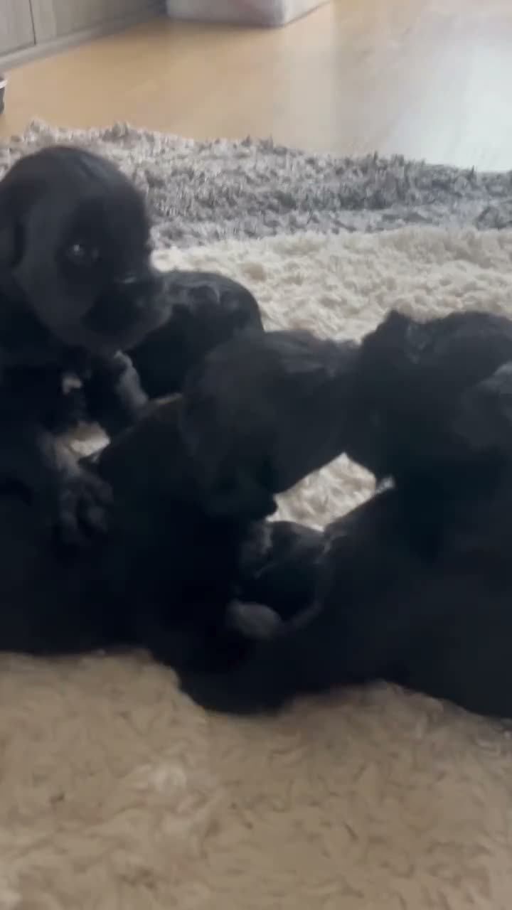 Miniature Schnauzer dogs for sale: KC Miniature Schnauzer Puppies 3 Boys Available 🐾 - Video 1