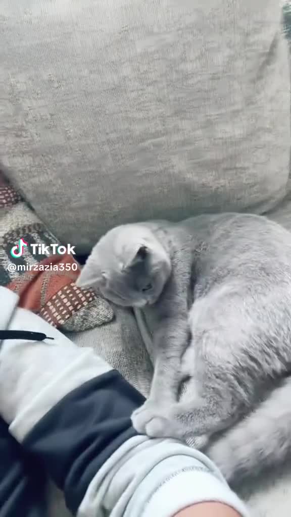 British Shorthair cats for sale: British short hair fmale 6mth read description  - Video 2